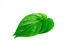 Fresh & Premium Betel Leaves – Nature’s Green Delight