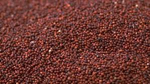 🌿 100% ORGANIC RAGI (FINGER MILLET) (1kg)