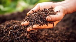🌿 Premium Organic Vermicompost – 100% Natural Plant Booster