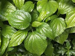 Fresh & Premium Betel Leaves – Nature’s Green Delight