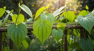 Fresh & Premium Betel Leaves – Nature’s Green Delight