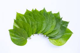 Fresh & Premium Betel Leaves – Nature’s Green Delight
