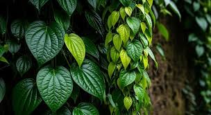 Fresh & Premium Betel Leaves – Nature’s Green Delight