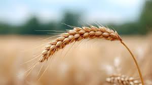 🌾 100% ORGANIC KAMUT WHEAT – Ancient High-Energy Grain (1kg)