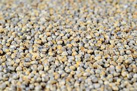 🌿 100% ORGANIC PEELI BAJRI (PEARL MILLET / BAJRA) (1kg)