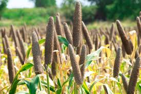 🌿 100% ORGANIC PEELI BAJRI (PEARL MILLET / BAJRA) (1kg)