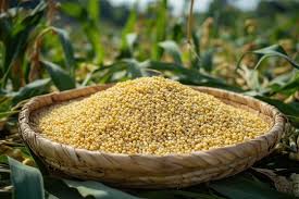 🌿 100% ORGANIC BARNYARD MILLET (1kg)