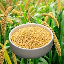 🌿 100% ORGANIC FOXTAIL MILLET (NAVANAKKI / NAVANE) (1kg)