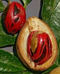 🌿 100% ORGANIC JAVITRI (MACE) – NUTMEG FLOWER (100g)