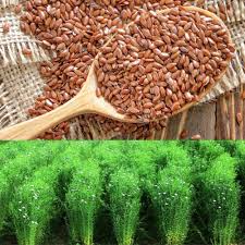 🌿 100% ORGANIC FLAX SEEDS / ALSI – PREMIUM QUALITY (250)