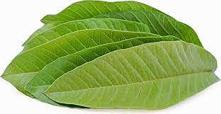 Fresh Gauva leaves