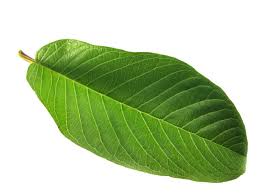 Fresh Gauva leaves