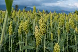 🌿 100% ORGANIC WHITE SORGHUM (WHITE JOWAR) (1kg)
