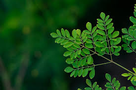 Fresh Moringa Leaves (Drumstick Leaves)