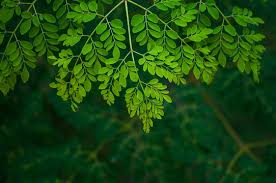 Fresh Moringa Leaves (Drumstick Leaves)