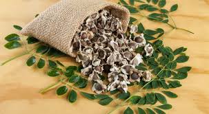 🌿 Premium Moringa Seeds – Nature’s Superfood Powerhouse 🌿