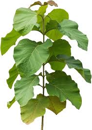 Teak Leaf,s