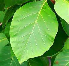 Teak Leaf,s