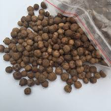 Premium Teak Seeds