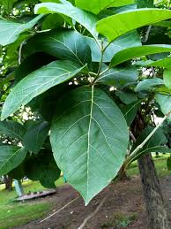 Teak Leaf,s