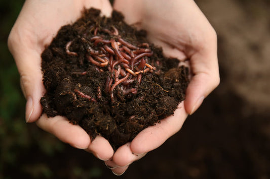 🌿 Premium Organic Vermicompost – 100% Natural Plant Booster