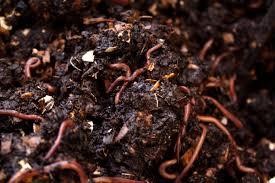🌿 Premium Organic Vermicompost – 100% Natural Plant Booster